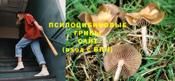 PSILOCYBIN Белокуриха